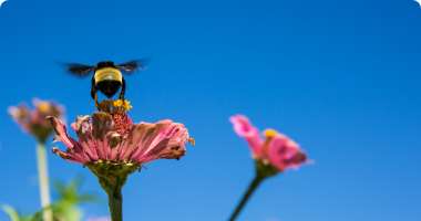 Bee landing on flowers